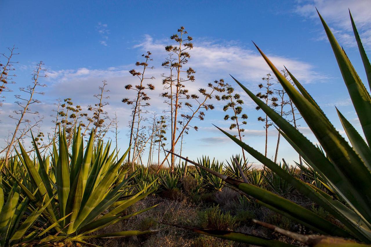 La Palmera. El Amanecer En El Parque Natural Agua Amarga  Zewnętrze zdjęcie